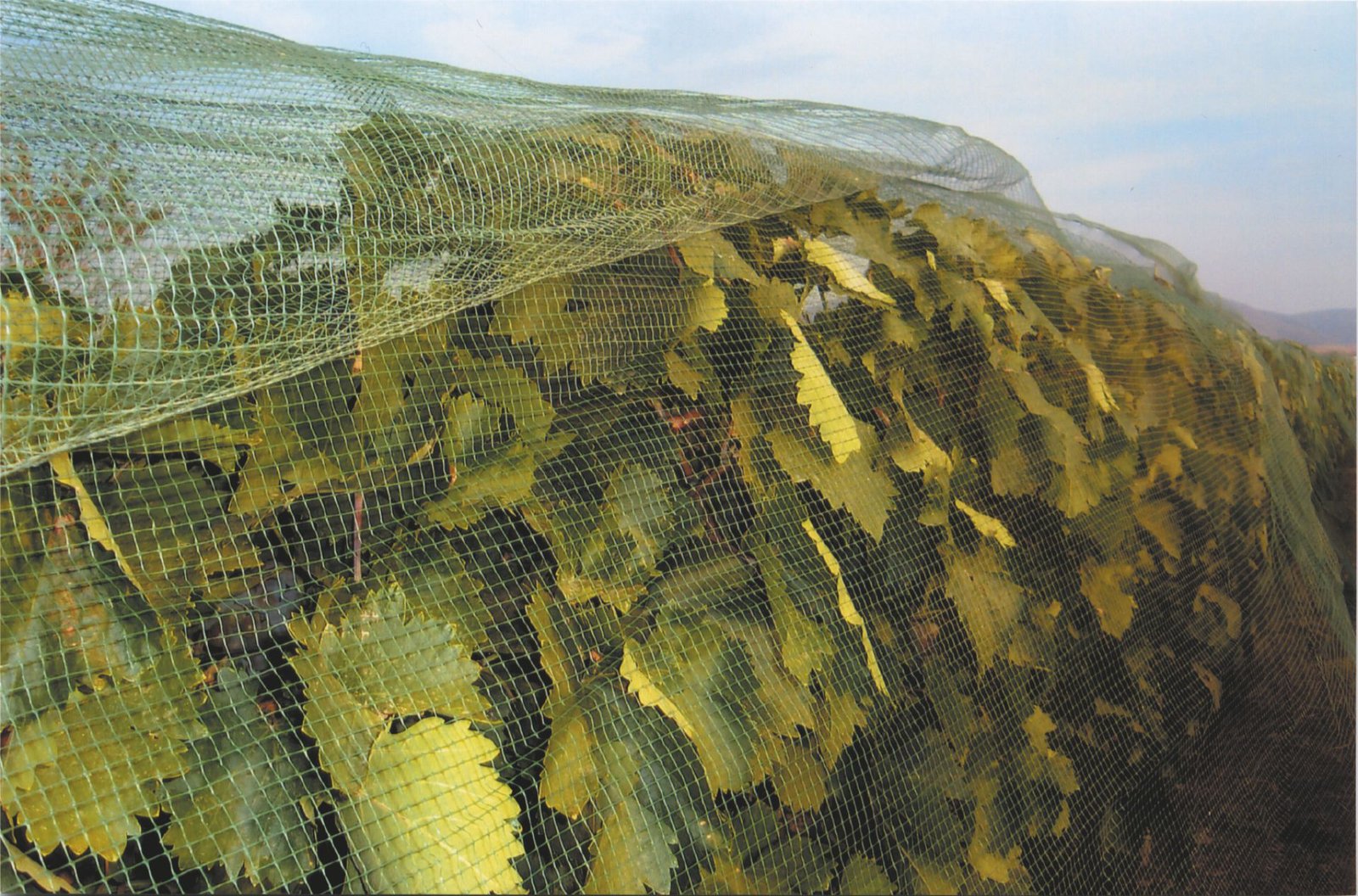 Αμπελώνες Οινοποιείου Ξηρομερίτη