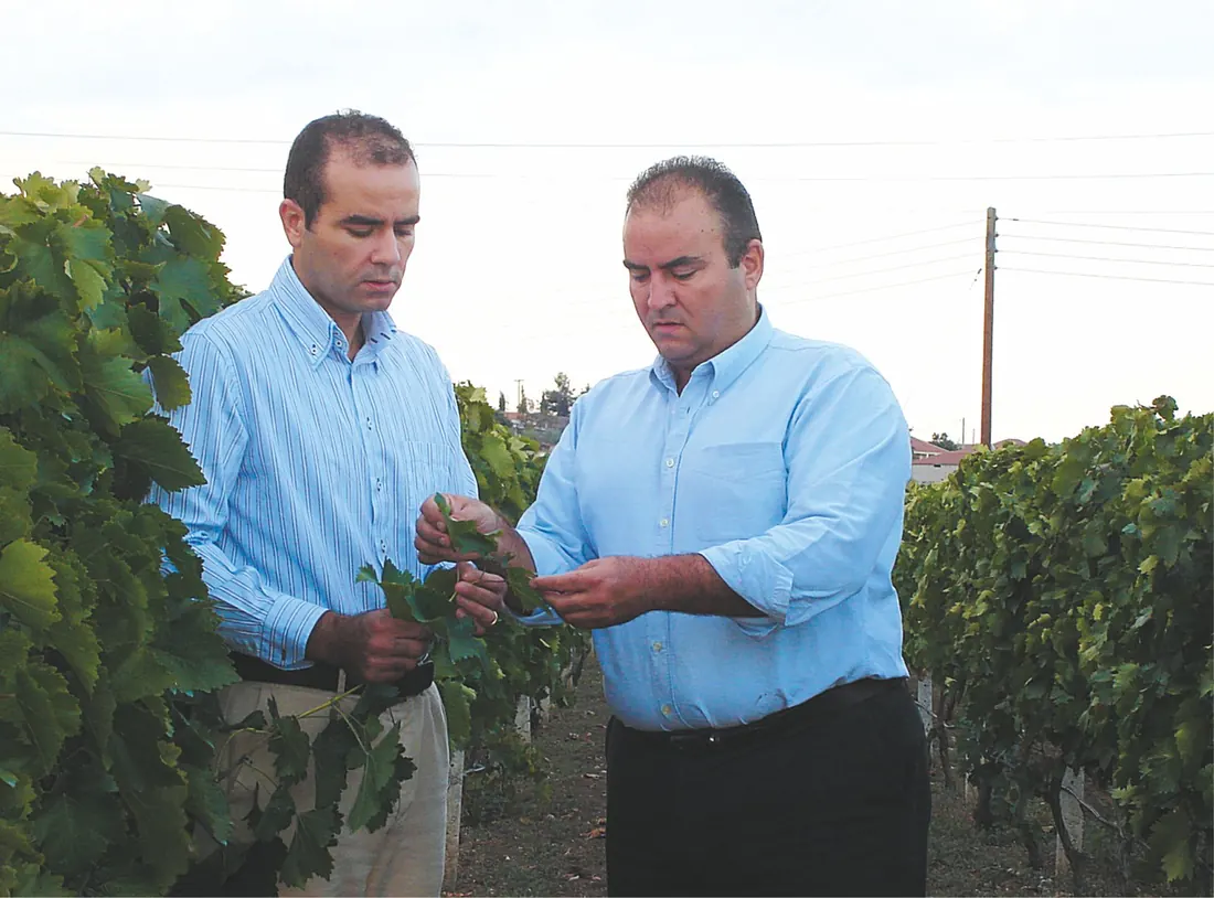 The second generation at the vines