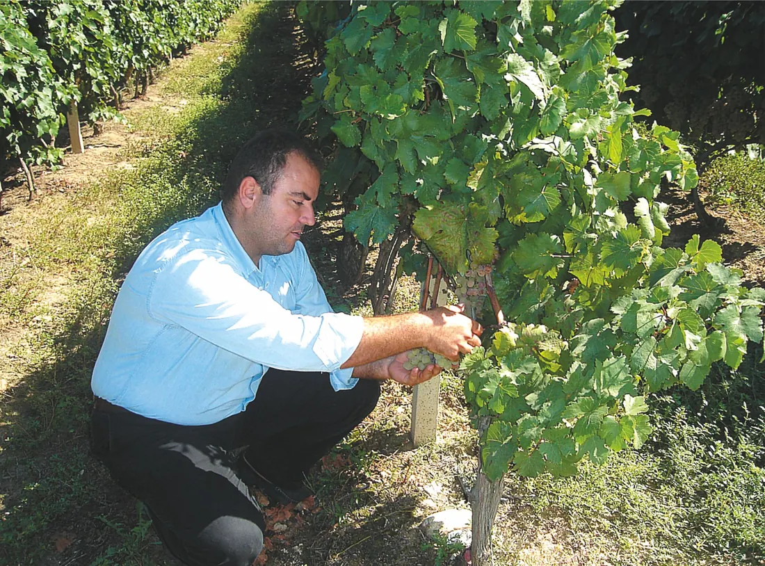 In the vineyard